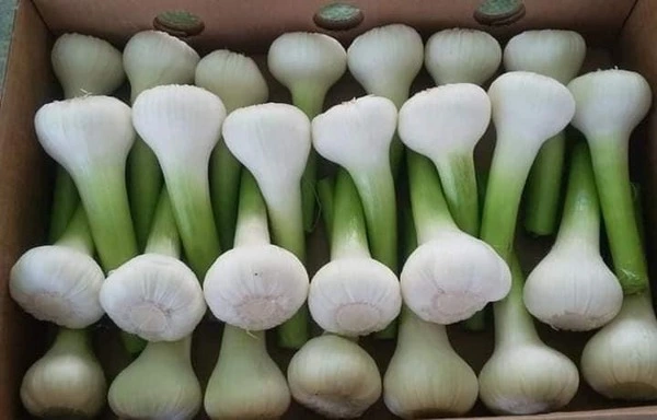   white garlic