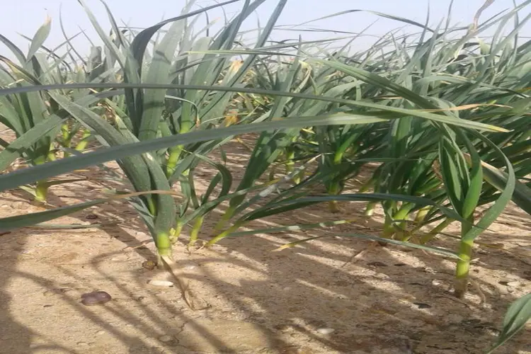 agricultural production