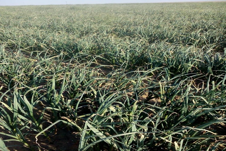 agricultural production