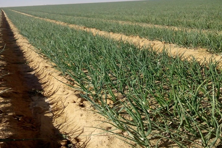 agricultural production