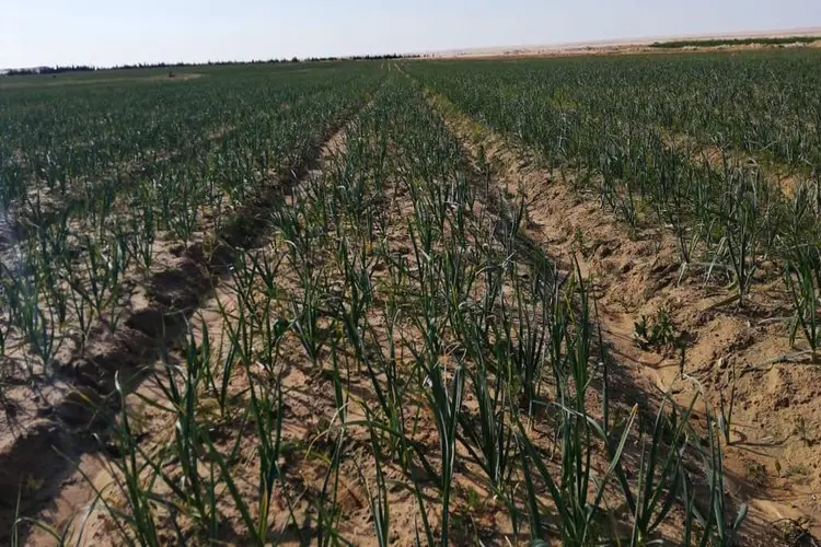 agricultural production