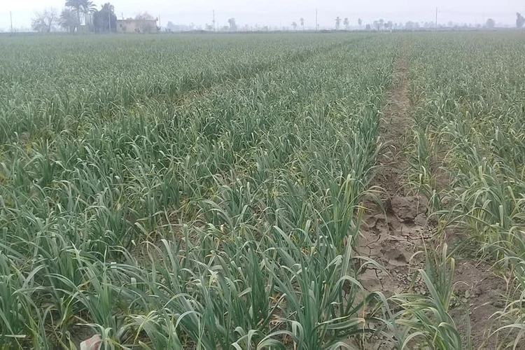 agricultural production