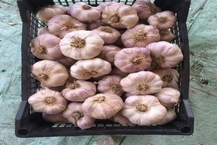 red garlic