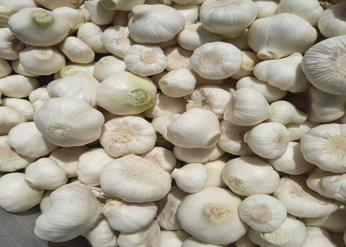 white garlic