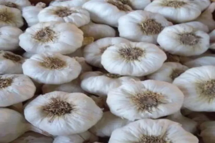 white garlic